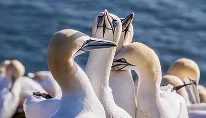 爱游戏正版-丁俊晖宣布将参加新加坡大师赛，丁俊晖新闻